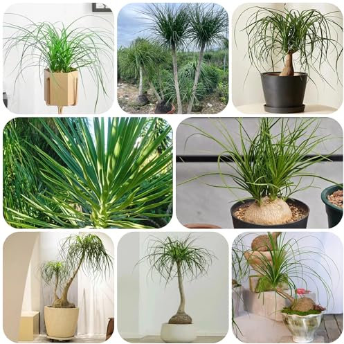 Semillas de plantas de pata de elefante, semillas de árboles bonsái. Palma de botella Plantación de montaña plantas de sombra sala de estar con plantas en macetas plantas exóticas para 120pcs