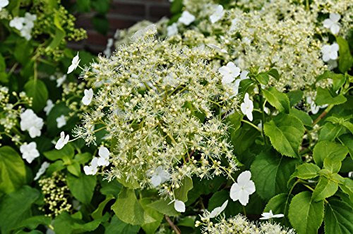 Hortensie Kletterhortensie weiße Blüte Hydrangea petiolaris Containerware 30-40 cm