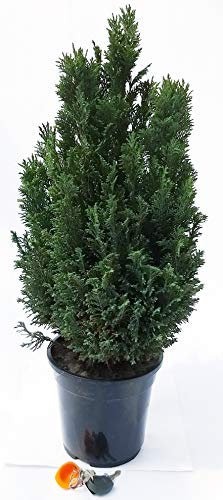POWERS TO FLOWERS - CIPRESSO CHAMAECYPARIS STRICTA XXL, Pianta Vera