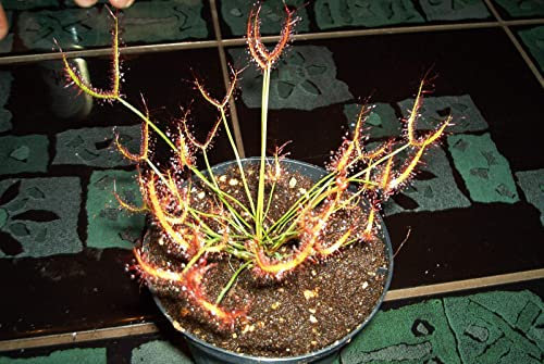 Fleischfressende Jungpflanze, Sonnentau, Drosera binata, 3-5cm.