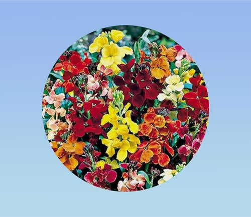 50 graines de Giroflée des murailles - cheirantus cheiri - plante Vivace