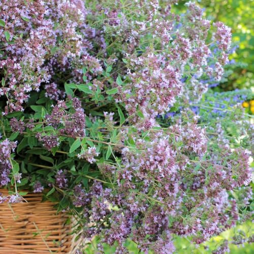 Semillas de mejorana - invernaderos de balcones decoración jardín silvestres, resistentes. jardín rocas 400pcs