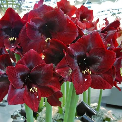 bulbo de amarilis de jardín rocas resistentes, decorativas Las perennes son perennes resistentes interior jardín 1pcs