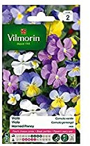 Vilmorin - Viola Cornuta Mix