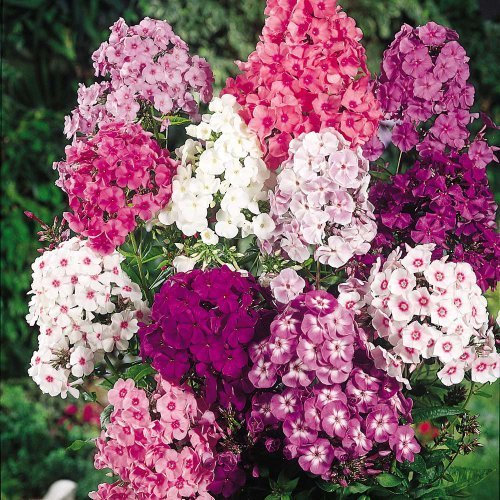 Pack x6 Phlox Paniculata 'Mixed' Perennial Garden Plug Plants