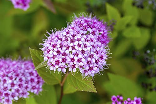 Spiraea japonica 'Froebelii' 40-60 cm – Winterhart, Mehrjährig, Pflegeleicht – Japanische Spiere – Zierstrauch für Beet & Rabatte