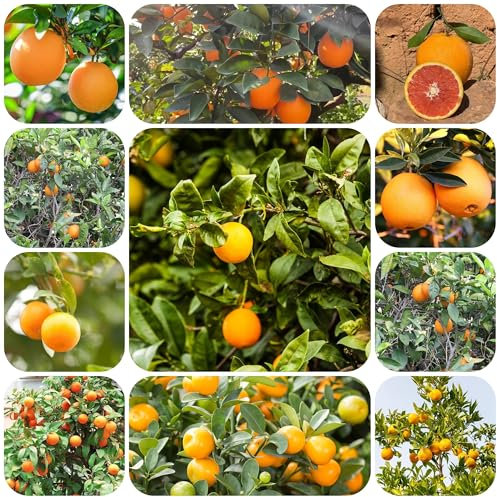semillas de naranjo semillas de árboles de semillas orgánicas plantas resistentes para jardín, semillas de plantas Plantas de oficina, árbol bonsái Árboles frutales plantas en macetas 250pcs