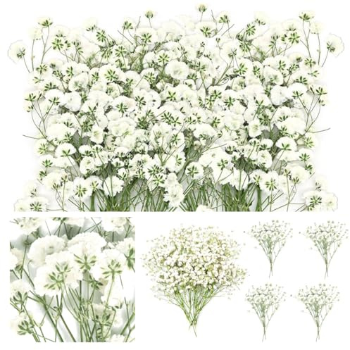 60 Pezzi Gypsophila Essiccata Bianchi Fiori Secchi per Decorazioni Mini Fiori Bianchi di Gypsophila Secchi in Vera Natura per l'artigianato Artistico di Resina, Nozze Decorazioni