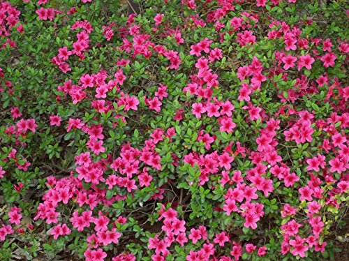 10 semi di rododendro obtusum Seeds AZALEA