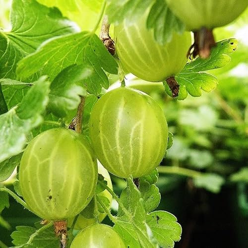 Plant Theory Gooseberry Hinnonmäki Grön Fruit Bush Ribes Fruiting Berry Shrub Plant 3L Pot