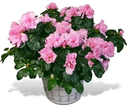 Flor de Azalea Planta Viva El Regalo Perfecto para los Amantes de la Naturaleza