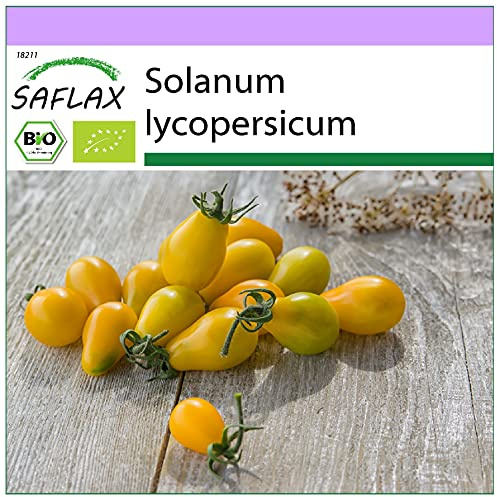 SAFLAX - Ekologiskt - Tomat - Gul Ubåt - 10 Frön - Solanum lycopersicum