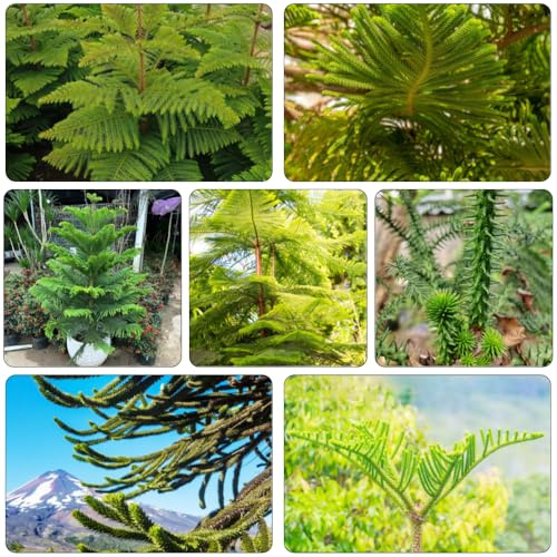 araucaria araucana - balcón invernadero semillas de jardín perennes resistentes de bonsái jardín semillas del balcón silvestres 20pcs