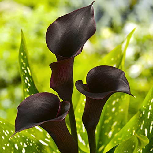 Calla-Zwiebeln/Fleißige, mehrjährige Pflanze/Calla-Pflanzen/Geeignet zum Anpflanzen im Innen- und Außenbereich des Gartens/Schöne Schnittblume/CXXFGFT-8 zwiebeln-C