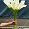 Bulbi di calla - piante verdi perenni, molto ornamentali, che fioriscono in estate, adatte alla coltivazione all'aperto-10bulbi-C