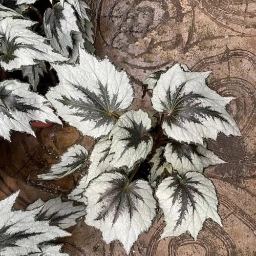 semillas de begonia verdes exóticas Begonia trucha decorativas de oficina verano invernaderos balcón decoración interior fáciles cuidar raras balcón 650pcs