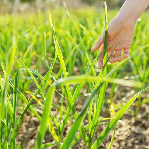 cebollino orgánico hortícolas semillas de cebollino semillas de orgánicas, resistentes al invierno variedades tradicionales silvestres 500semillas