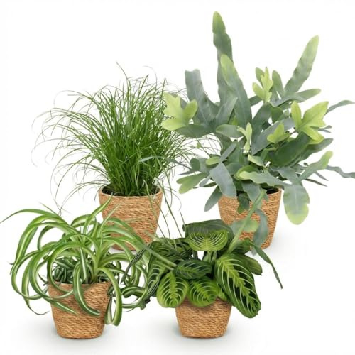 Green boutiQ - Plante d'intérieur - Chlorophytum - Cyperus - Phlebodium - Marantha - Mix de 4 - Plantes Amicales pour Animaux - Vert - 4 Plantes - avec Panier - Pot 12cm - Hauteur 25cm