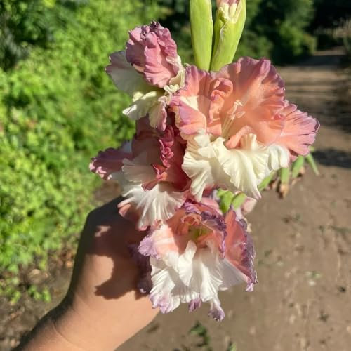 gladiolen zwiebeln winterhart,Gladiolus, gartengeschenke gladiolen knollen exotische pflanzen winterhart nachhaltige geschenke blumenzwiebeln kaufen blumen für garten gartenpflanzen 5pcs