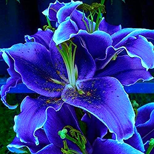 Gefüllte Blüten, Lilien Knollen, Beste Sorte, Winterhart Lilium, Hoher Zierwert Zwiebeln, Blumenzwiebeln Zwiebeln Baumlilien, Lilium Zwiebeln, MehrjäHrig Winterhart Duft Lilien, 4zwiebeln-H