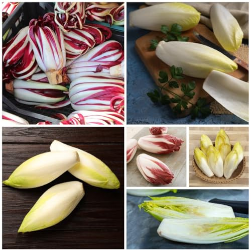 semi di cicoria rustica - radicchio biologico, varietà antiche freschi di radicchio di cicoria, giardino, perenni 300pcs
