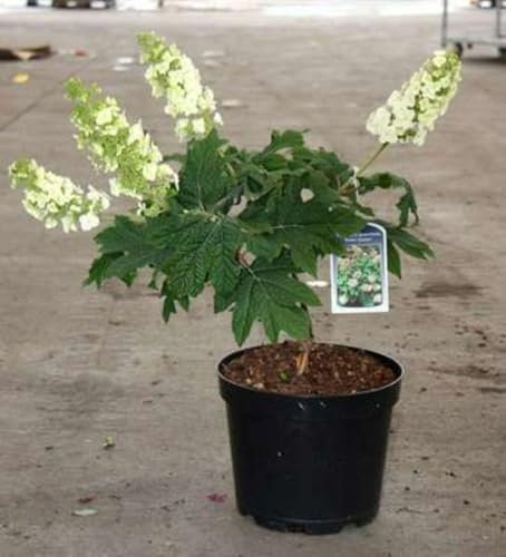 Hydrangea querc. 'Snow Queen'® ('flemygea'®) - Hortensia Ã€ Feuilles De Chêne 50-60 cm en pot