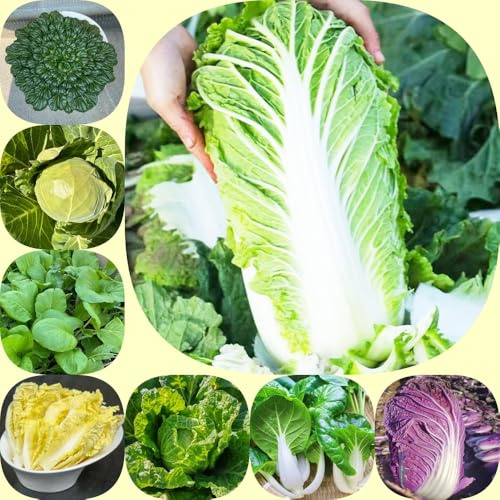 cavolo cinese, semi di pak choi, resistenti vecchie varietà di raro verdi esotico resistenti per giardini rocciosi aromatiche da giardino 250pcs