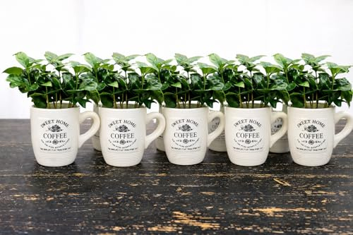 POWERS TO FLOWERS - PIANTA DEL CAFFE' DA FRUTTO, 10 PIANTE, COFFEA ARABICA, IN TAZZINA 9CM DIAMETRO, pianta vera