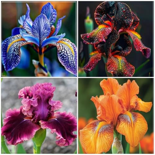 Iris Perenne, iris bulbi misti, Iris di Facile Coltivazione, Iris Ibrida, Crescita Rigogliosa in Giardino, Decorazione del giardino-8 Rizomi-d