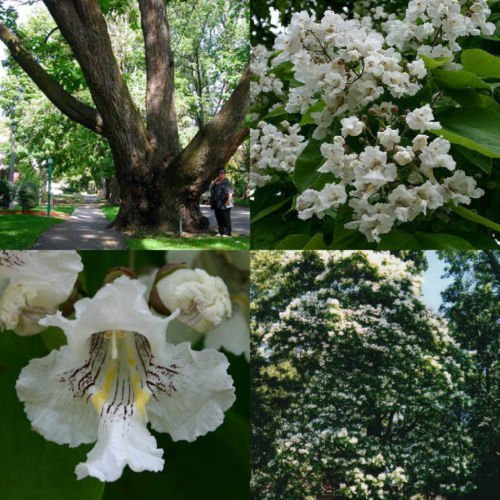 30 + NORTHERN semillas de árboles de rápido crecimiento CATAPULA//preciosas flores