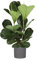 Ficus Lyrata - Ø24cm - 120cm in ERA anthrazit Topf