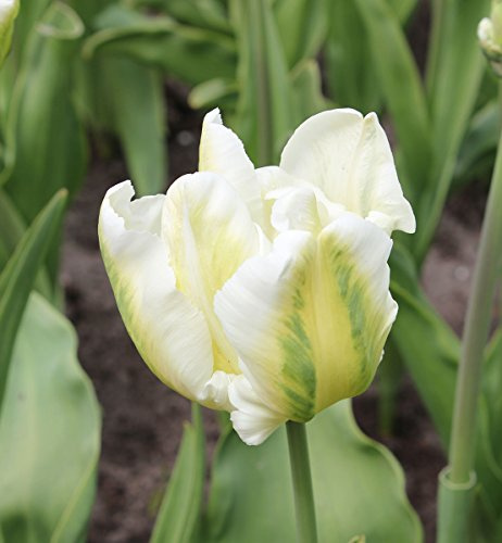 Dutch tulip bulbs/noble/very delicate/tulip bulbs amazon - 2,3Bulbis : Package Contains seeds