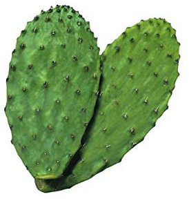 3 PALE PIANTA DI FICO D'INDIA FRUTTI MISTI PROPAGAZIONE PER TALEA - 3 SETTIMANE