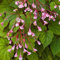 Aamish 10pcs Begonia Hardy Grandis Semillas de flores perennes