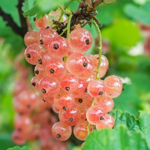 Gloire De Sablon Pinkcurrant - Translucent Pink Currants with Sweet Flavour - Ideal for Gardens - Plant in Pot (3 Litre Pot, 30-50cm)