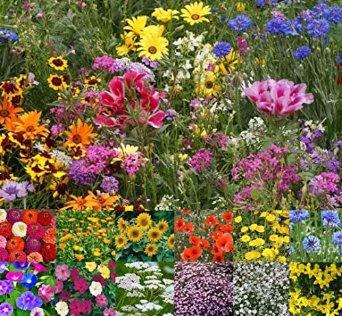 Wild Scented Bee and Butterfly Cottage Garden Grass Seed Free Perennial Plant Mix Flower Seeds (Natural Wild Flower)