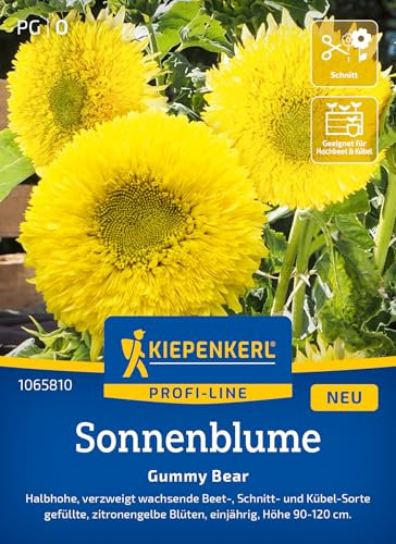 Kiepenkerl Profi-Line Sonnenblumensamen Gummy Bear 1065810 - Zitronengelbe Blütenpracht für Garten & Kübel - Wildblumensamen, Blumenwiese, Saatgut