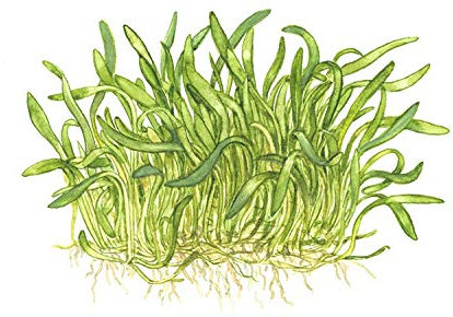 Mühlan 3 Bouquets d´Herbe de Nouvelle zélande, Gazon dans l´Aquarium