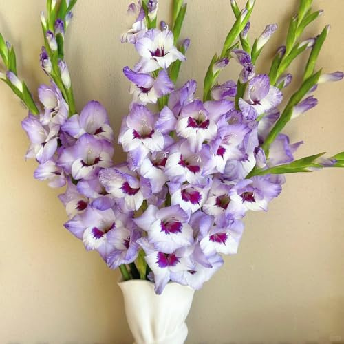 Bulbi di gladioli, da giardino resistenti all'inverno per balconi resistenti all'esterno 8pcs
