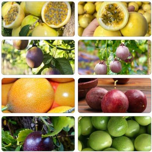 maracuyá sabroso columnares semillas de enanos jardín del balcón columnar comprar cama elevada para balcón granadilla medicinales 50pcs
