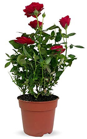 Rosal Mini Planta Natural con Maceta con Flores de Colores