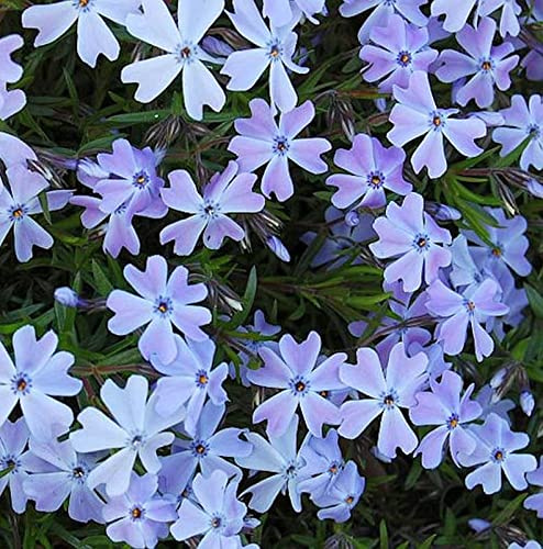 Teppich Phlox Emerald Cushion Blue - Phlox subulata - lebende Gartenpflanze aus den Baumschulen