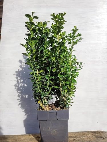 1 x Buxus Sempervirens (Box Hedging) Evergreen 30-40cm in 1 Litre Pot