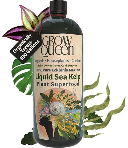 Grow Queen Organic Liquid Kelp & Seaweed Extract (Ecklonia Maxima) Super Plant Food - Indoor Houseplant Fertilizer - Organic Fertilizer for Flowers, Seedlings & Gardens - 16oz Treats 110 Gallons