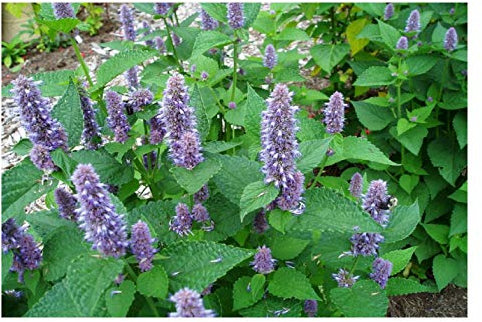 PREMIER SEEDS DIRECT - Lavender Hyssop - 1GM ~ 3000 Finest Seeds - AGASTACHE FOENNICULUM