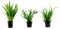 Tropica Pflanzen Set mit 3 Javarfarn Aquariumpflanzen Wasserpflanzen Nr.16