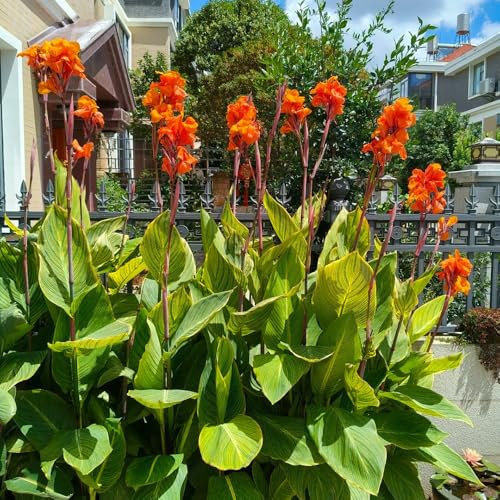 Canna gigli - d'appartamento esotiche raro giardino sul balcone balcone interno all'aperto giardino interno decorazioni per esterni arredamento del 6bulbi