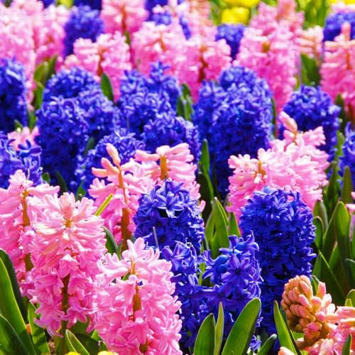 Hyazinthenzwiebel-Winterhart MehrjäHrig,Hyazinthen Rhizome,Hyazinthen Zwiebeln,HyazinthenblüTen,Traubenhyazinthen,Bonsai Pflanze,Schnittblumen-2zwiebeln-a