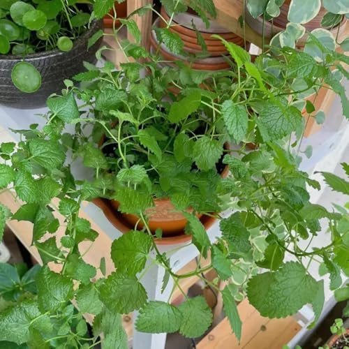 semillas de melisa, de interior, variedades antiguas jardín parterre resistente, jardín rocas al 250pcs