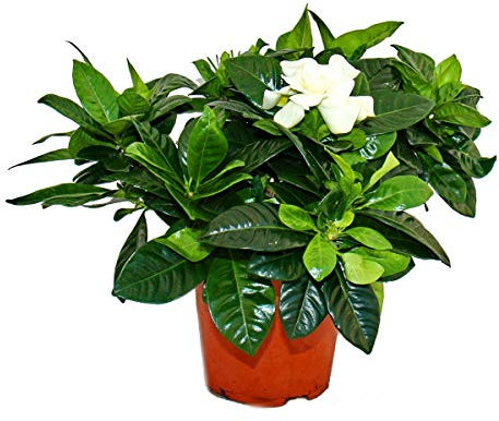 Gardenia - Plante à fleurs parfumées avec des fleurs de couleur blanc crème, pot de 12cm